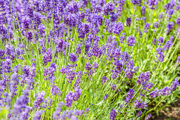 Naklejka premium Field of lavender, flower background