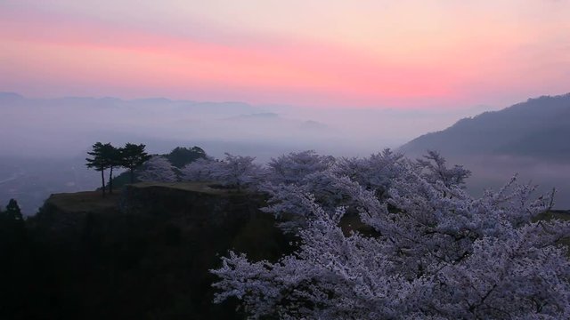 View of blooming trees in mountains, Asago, Hyogo Prefecture, Japan