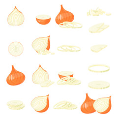 Onion cartoon illustration Isolated on white Vector