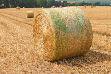 Große Strohballen liegen im Sonnenschein auf einem abgeernteten Feld.