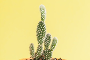 succulent plant on a yellow background.