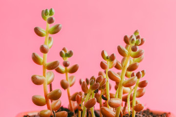 Succulent plants on pastel pink background. Flat lay.