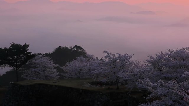 Japanese cherry trees, sunset, Takeda Castle, Hyogo Prefecture, Japan