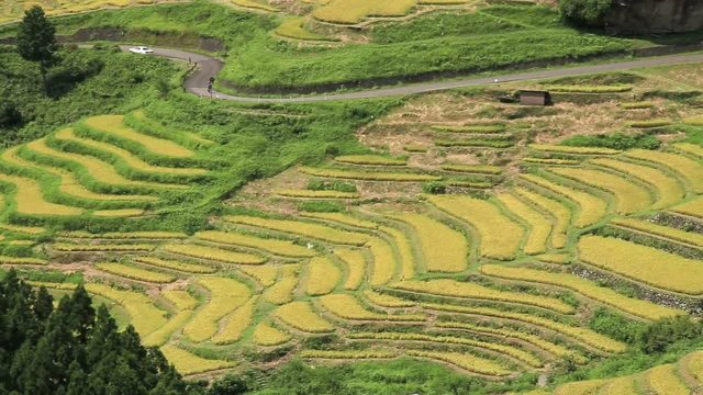 Rice field, Maruyama Senmaida, Kumano, Mie Prefecture, Japan