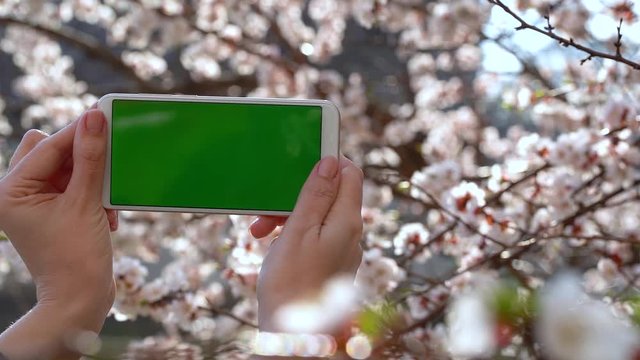 Closeup view of two female hands holding white modern smartphone with blank empty green screen isolated at blooming spring branches of apricot tree. 