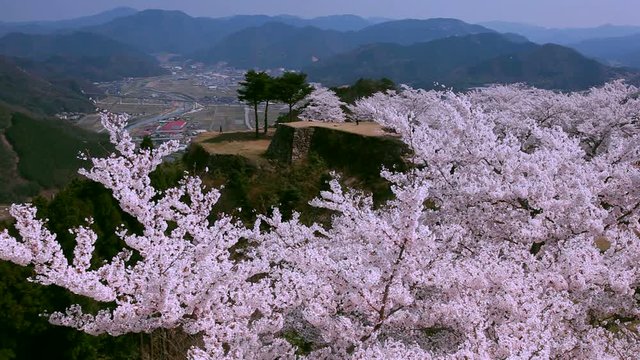 Japanese cherry trees, Takeda Castle, Asago, Hyogo Prefecture, Japan
