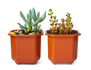 Pots with succulent plants isolated on white background