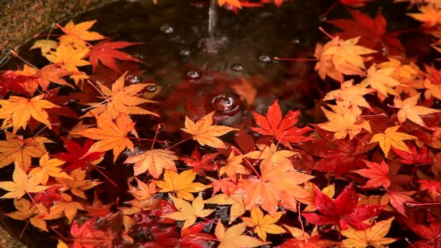 Fallen autumn leaves in tsukubai, Japan