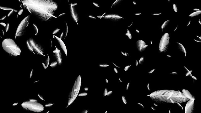 Feather fluffy falling in the wind background
