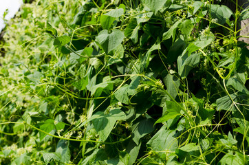 thickets of squirting cucumber, plant