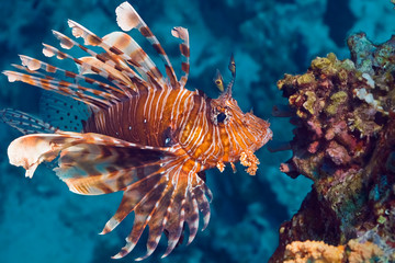 Lionfish near coral. Macro photography of underwater life