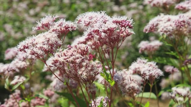 Eupatorium japonicum swaying in wind