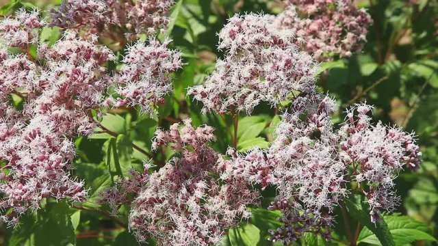 Eupatorium japonicum swaying in wind