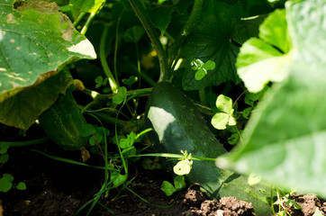 growing cucumber in the garden