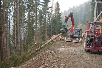 Timber harvesting with skyline crane and manipulator in autumnal misty forest in steep terrain of low mountain range of the Austrian Alps.