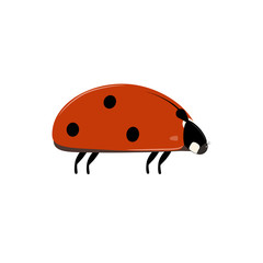 Ladybug illustration on white background