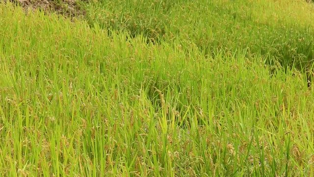 Rice field, Maruyama Senmaida, Kumano, Mie Prefecture, Japan