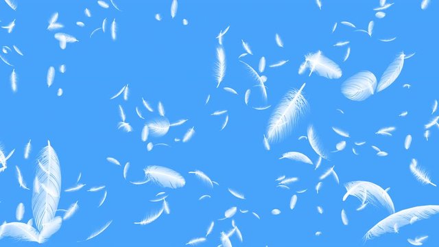 Feather fluffy falling in the wind background