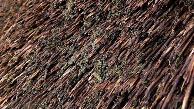 Water dropping from thatched roof, Japan