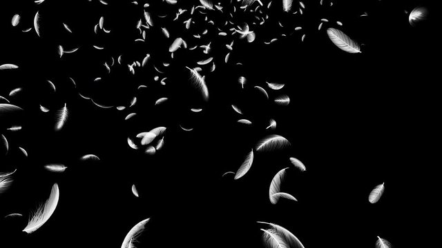 Feather fluffy falling in the wind background