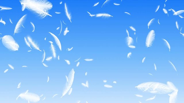 Feather fluffy falling in the wind background