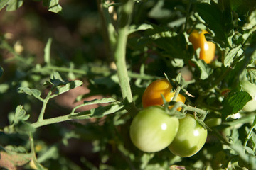 cultivation of cherry tomato plants, during the growing season