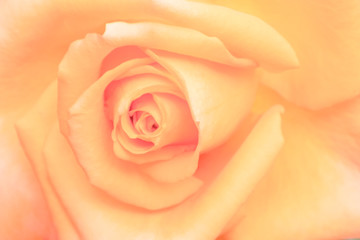 Fototapeta na wymiar pink rose on black background