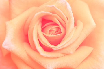 Fototapeta na wymiar pink rose on black background