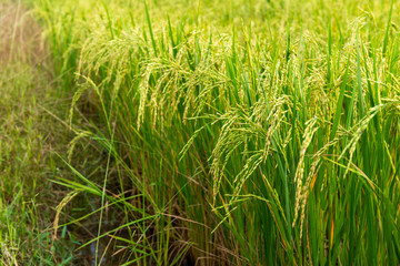 Rice field in local area of Thailand sunny day