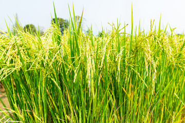 Rice field in local area of Thailand sunny day
