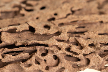 Piece of wood damaged and eaten by termite