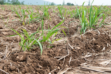 Sugarcane planted to produce sugar and food.