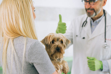 pet doctor examines dog at the veterinary clinic