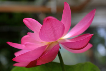 Fototapeta premium Fresh bright petals of the water lily bud at the moment of early flowering