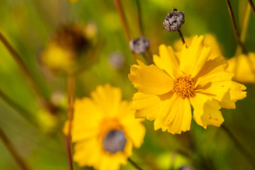 individual flowers are in  focus