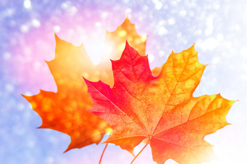 autumn landscape with bright colorful foliage. Indian summer.