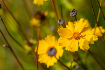 individual flowers are in  focus