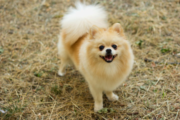 Pomeranian Spitz stands and smiles