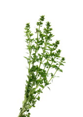 Fresh green basil herb isolated on white background with clipping path, ocimum basilicum
