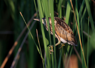 Common little bittern (Ixobrychus minutus) chicks sit on reed stalks in the soft morning light.
