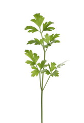 Fresh green parsley leaves with clipping path, isolated on white background