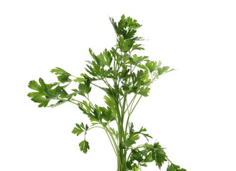 Obraz premium Fresh green basil herb isolated on white background with clipping path, ocimum basilicum
