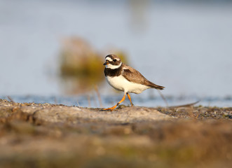 Elegant ringed plover (Charadrius hiaticula) in winter plumage is shot on the bank of the estuary in soft morning light