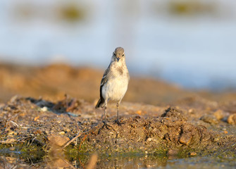 A young white wagtail stretched out in surprise. Unusual photo angle and close-up