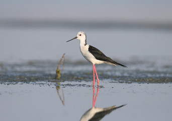 The black-winged stilt (Himantopus himantopus) closeup stands in the water of the estuary and look at the photographer. Shot in soft morning light