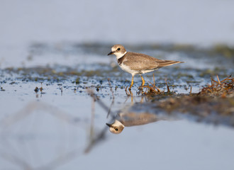 The little ringed plover (Charadrius dubius) was photographed in the winter plumage on the bank of the estuary. Close-up and detailed photo