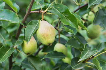 Green pears on the tree