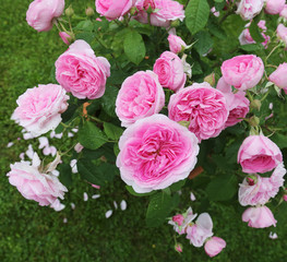 beautiful rose on green lawn background.