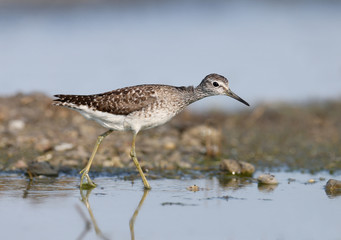 wood sandpiper (Tringa glareola) 