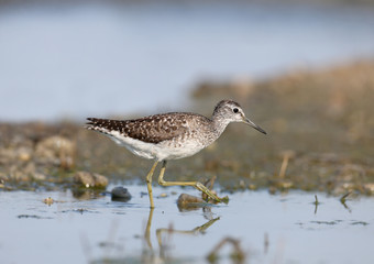 wood sandpiper (Tringa glareola) 